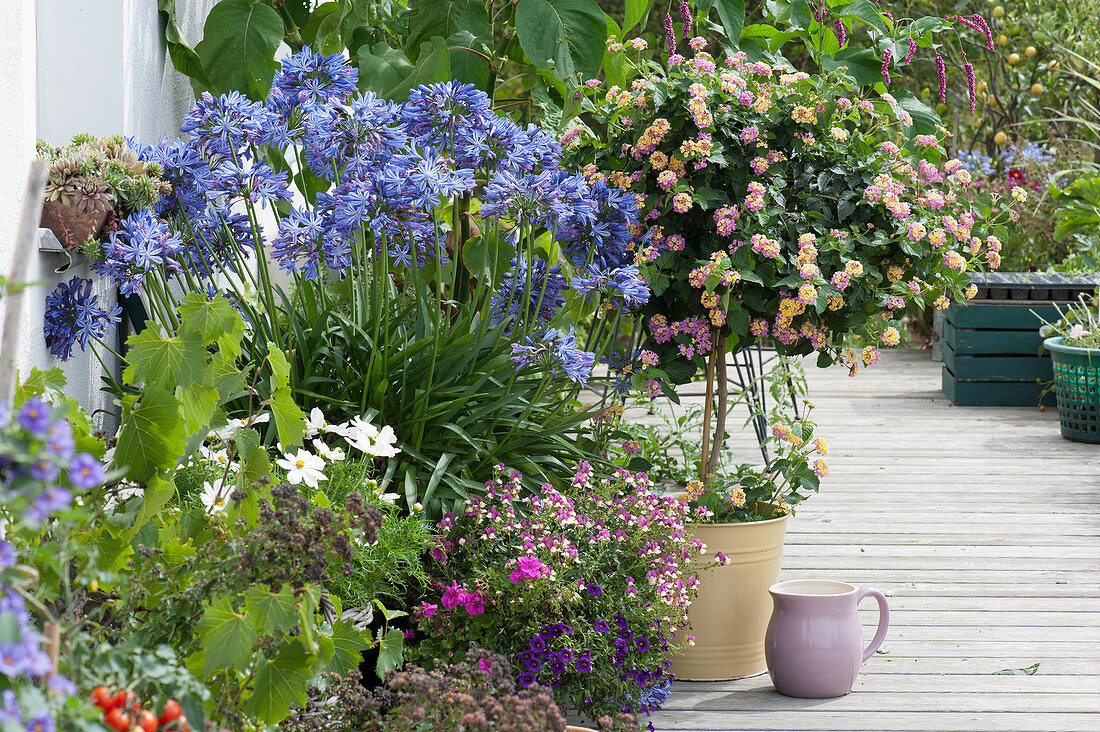 Sommer-Terrasse mit Schmucklilie, Wandelröschen, Elfenspiegel, Zauberglöckchen, Schmuckkörbchen und Weinrebe