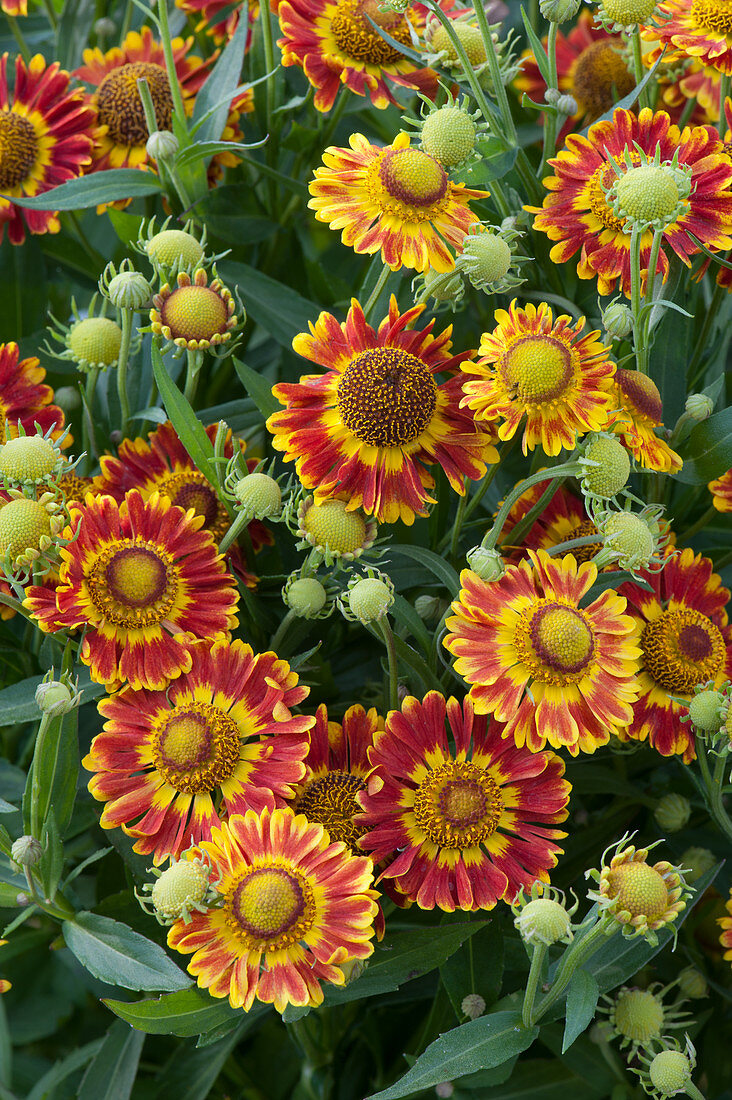 Helenium 'Rotgold', flowering time July - September, height 80 cm