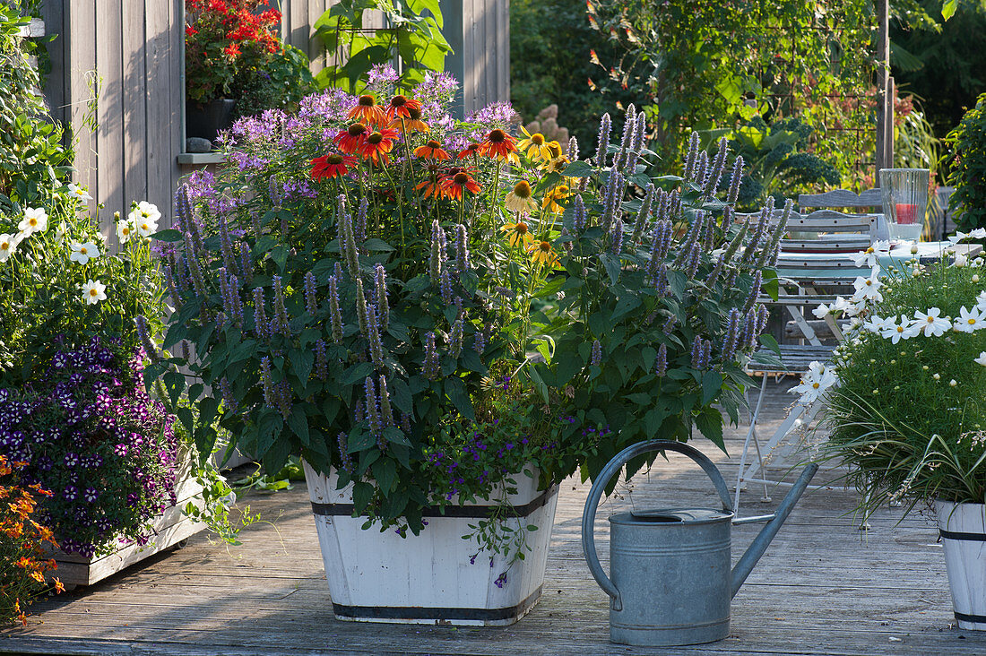 anise hyssop, 'Kismet Orange' 'Conetto Banana' coneflowers and spider flower in a wooden tub