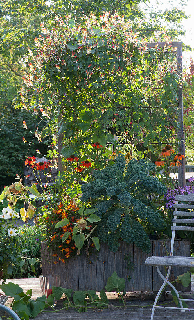 Wooden box with Cypress vine, echinacea, kale, and Bidens ferulifolia as a privacy screen on the terrace