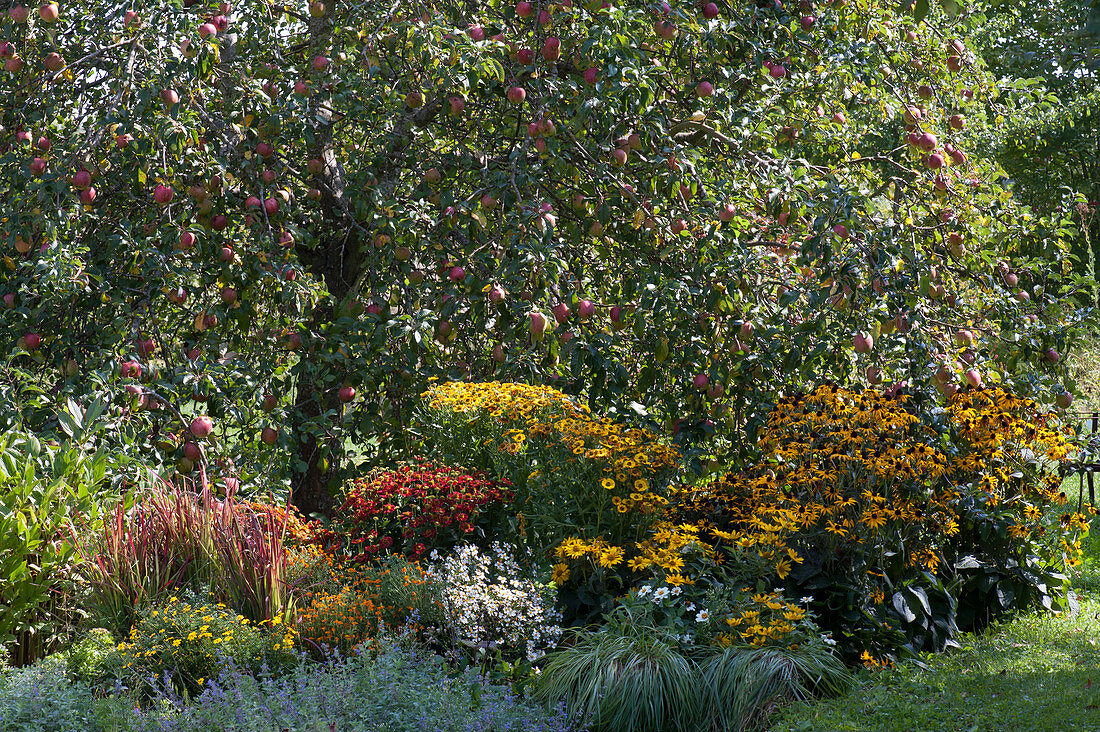 Blühendes Spätsommer - Staudenbeet vor Apfelbaum