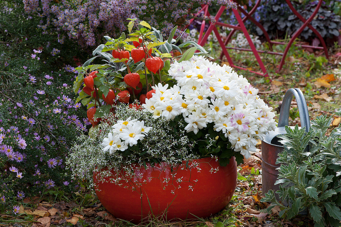 Red bowl with autumn chrysanthemum, Chinese lantern plant and graceful spurge
