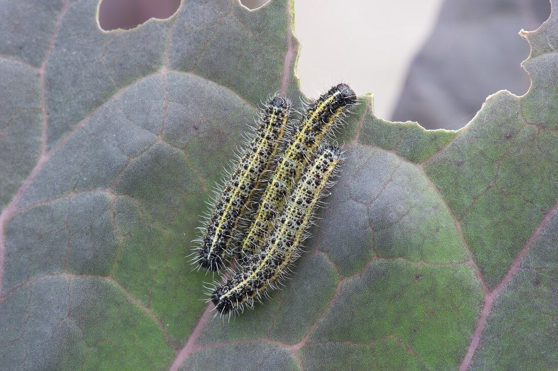 Gluttonous caterpillars of the great white cabbage butterfly