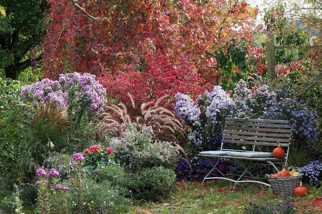 Sitzplatz im Herbstgarten mit Astern, Federborstengras, Korkleisten-Spindelstrauch und Dahlie