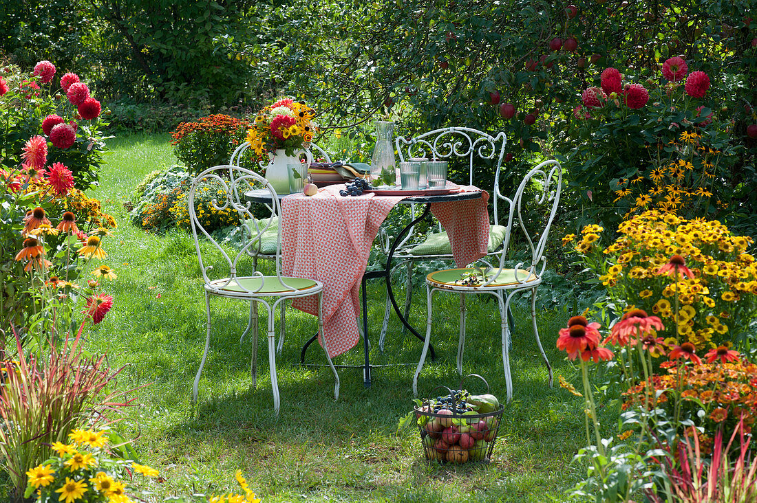 Sitzgruppe im Garten zwischen Beeten mit Dahlien, Scheinsonnenhut, Sonnenbraut und Sonnenhut, Korb mit Äpfeln und Weintrauben
