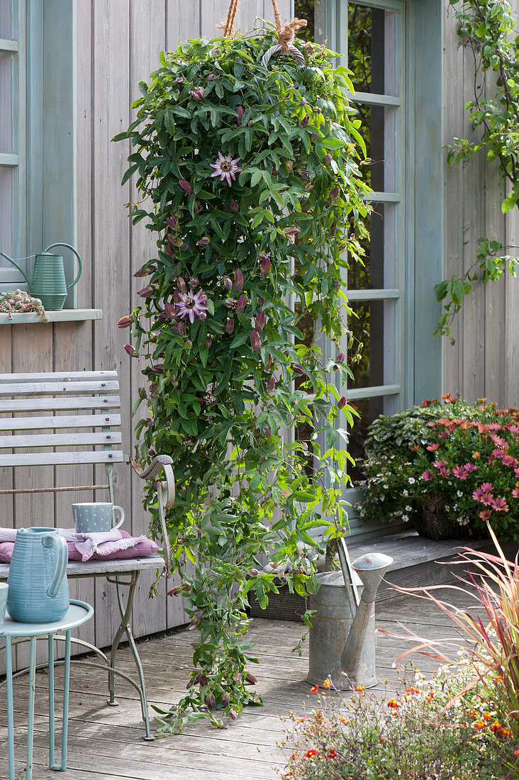 Passion flower 'Victoria' as hanging basket, pot with Cape daisy and twigwort