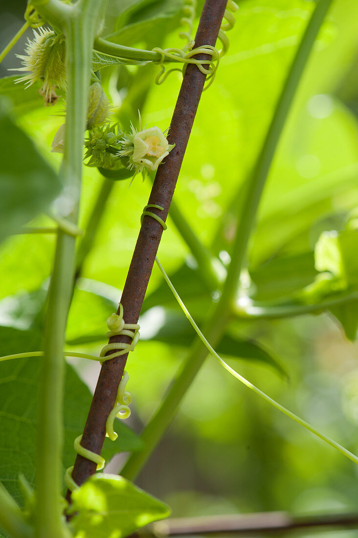 Blossom macro of chayote plant