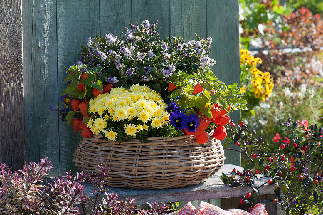 Korb herbstlich bepflanzt mit Herbstchrysantheme, Strauchveronika, Lampionblumen und Stiefmütterchen