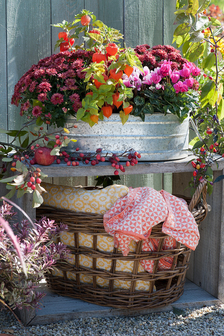 Autumn chrysanthemums, lantern flowers and cyclamen in a zinc tub