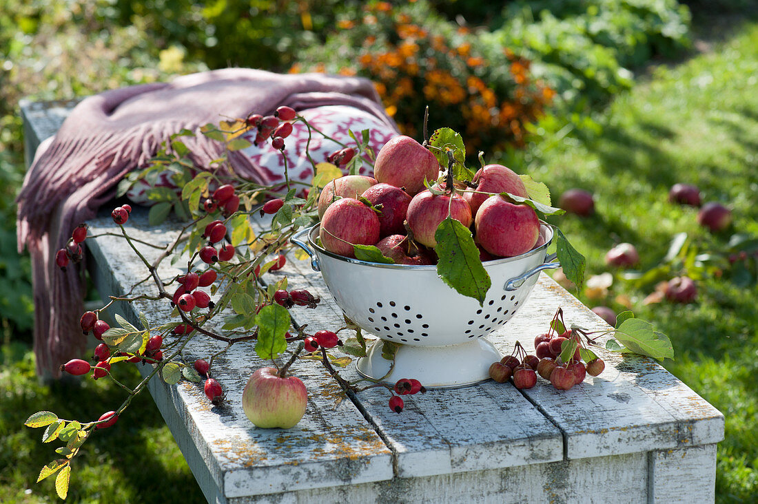 Colander with apples on a bench in the garden, branch with rose hips
