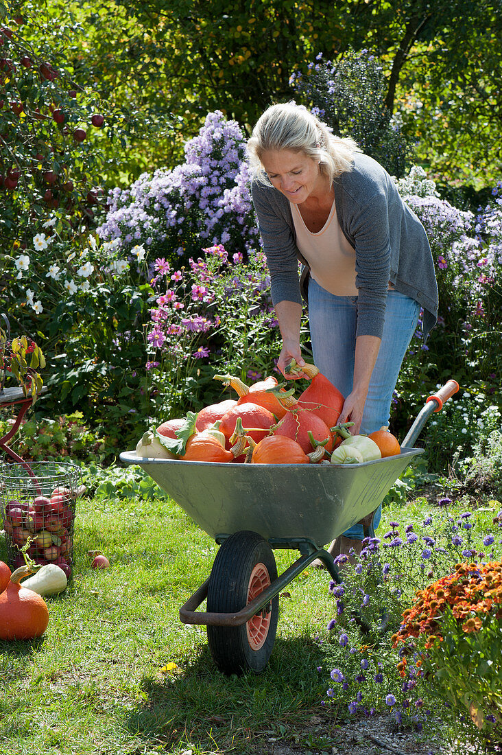 Woman with wheelbarrow full of freshly harvested pumpkins