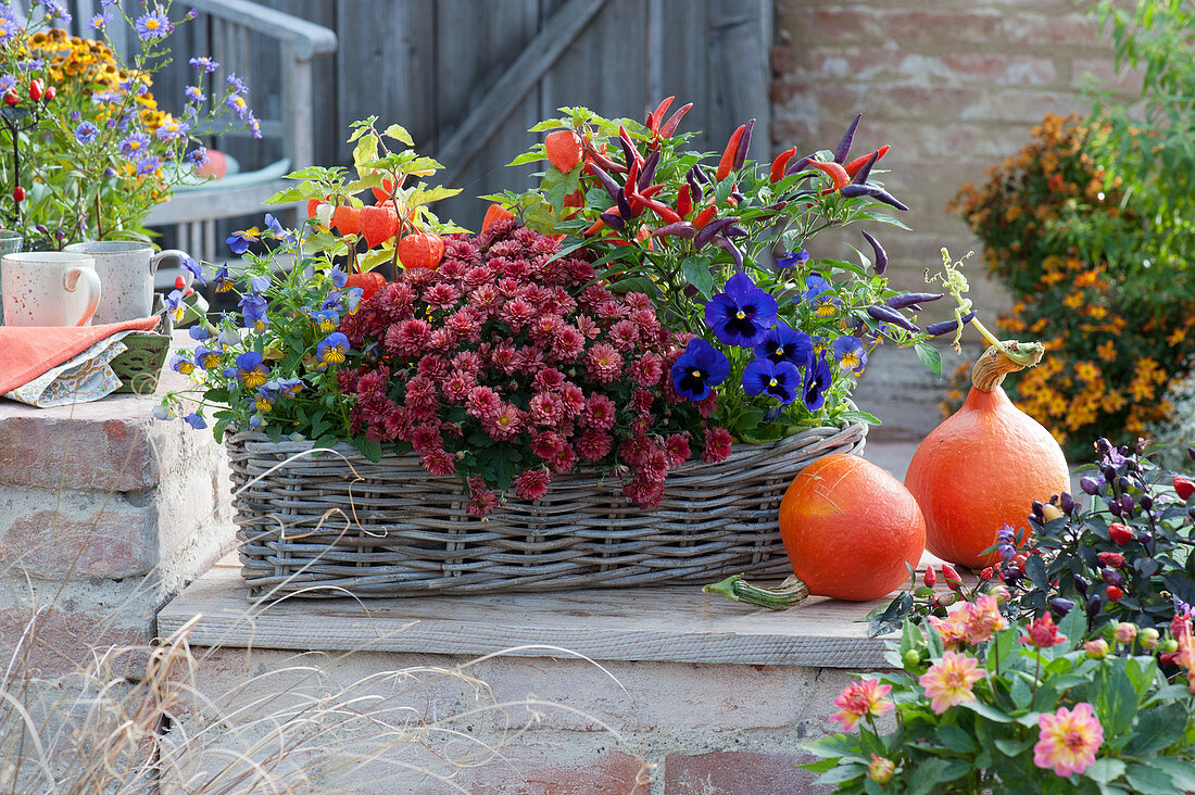 Basket box planted in autumn with chrysanthemum, chili 'Pretty in Purple', lantern flower, pansy, and horned violet, pumpkins