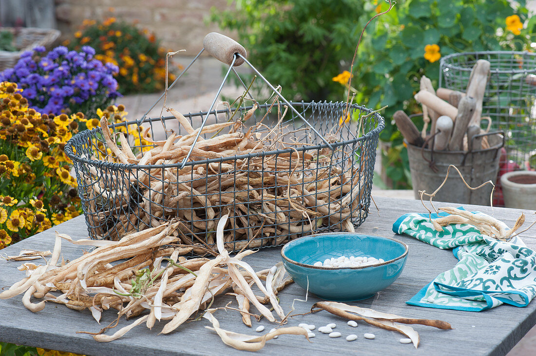 Wire basket with dried beans to split, bowl with bean kernels