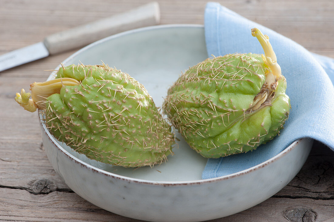 Chayote fruit in bowl