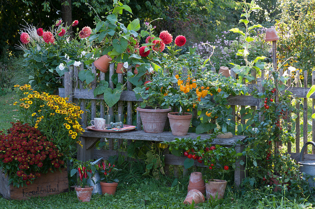 Topf-Arrangement am Gartenzaun mit … – Bild kaufen – 12982317 ❘  Gartenbildagentur Friedrich Strauss