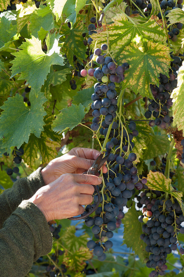 Woman harvesting 'Muscat Bleu' grapes