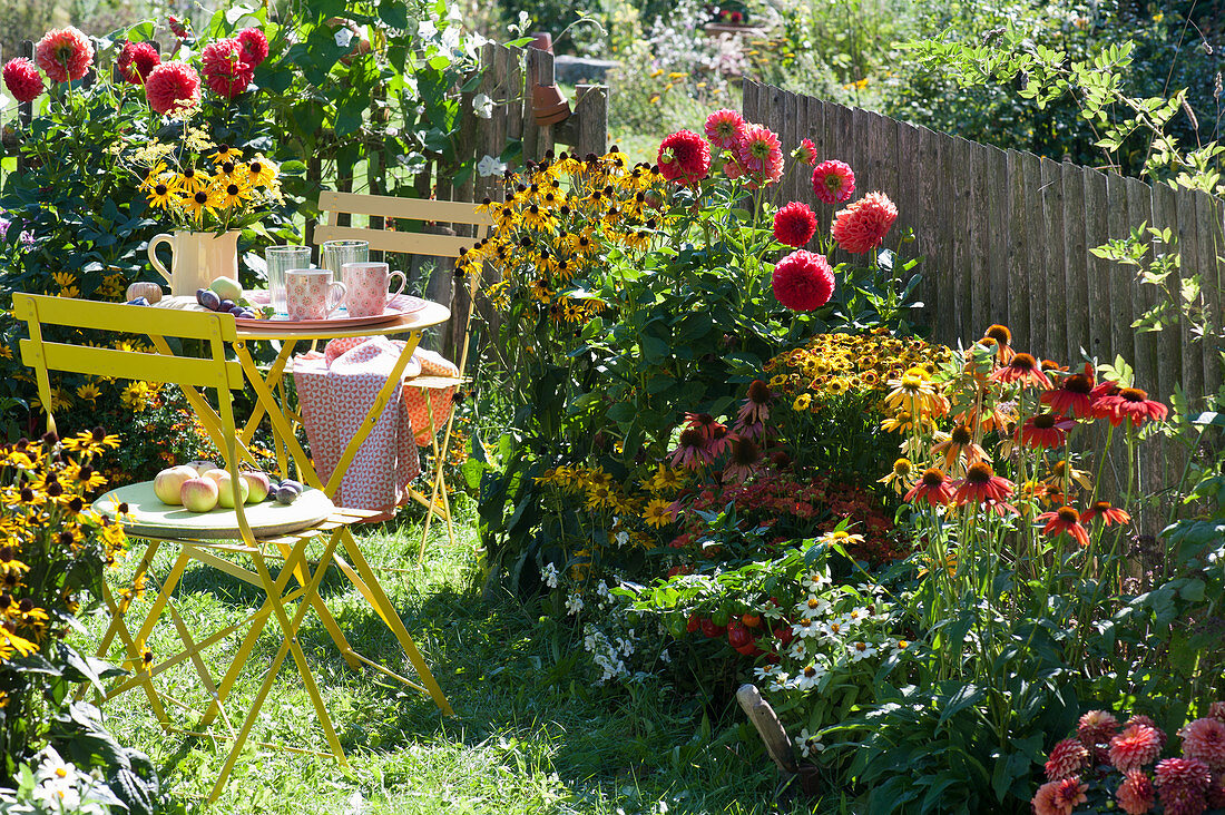 Small garden with dahlias, coneflowers, echinacea, helenium, and zinnias on the garden fence