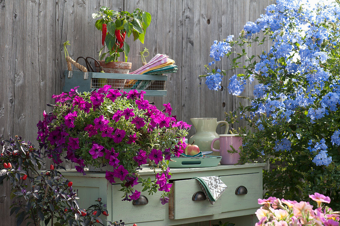 Petunia 'Veranda Purple', cape leadwort, snack peppers, and chili 'Bolivian Rainbow'