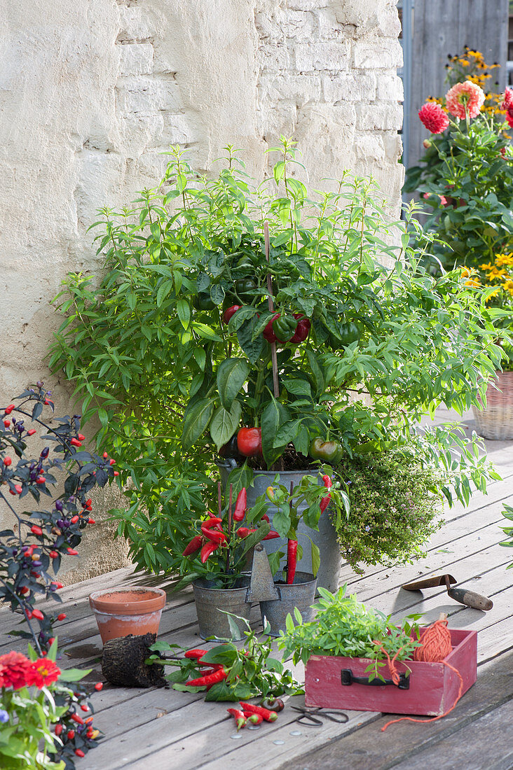 Zinc buckets with lemon verbena and paprika, small pots with chili