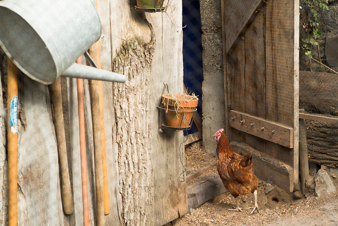 Huhn vor Hühnerstall