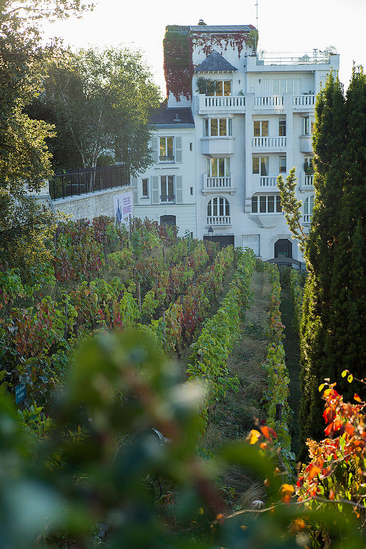 The vineyard at Clos Montmartre, Montmartre, Paris, France