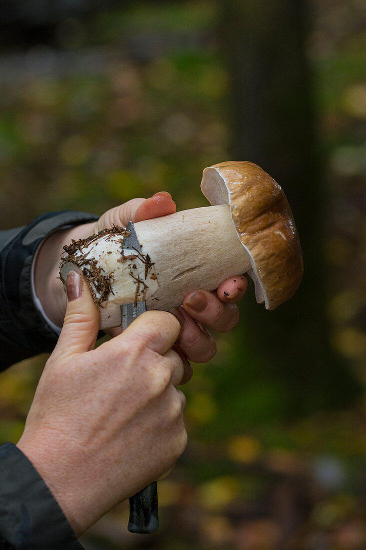 A porcini mushroom being cleaned