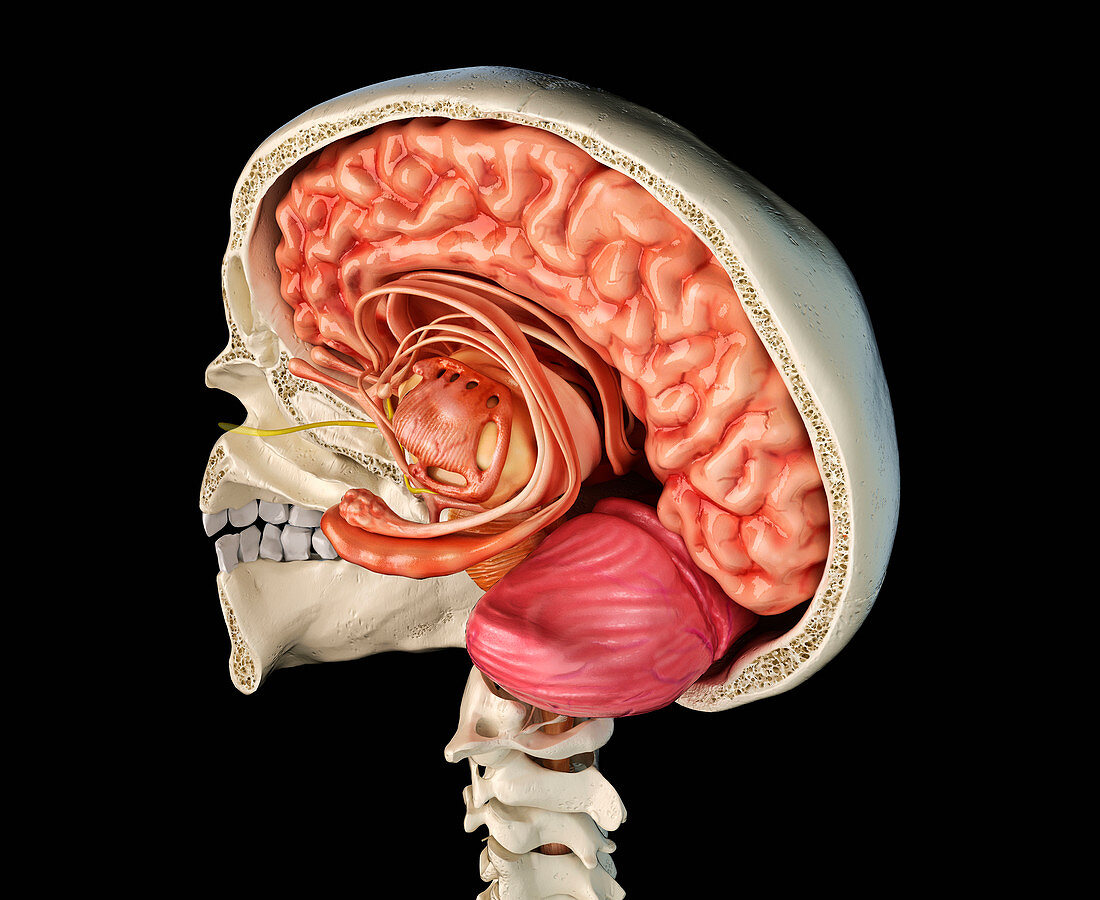 Human skull cross-section with brain, illustration