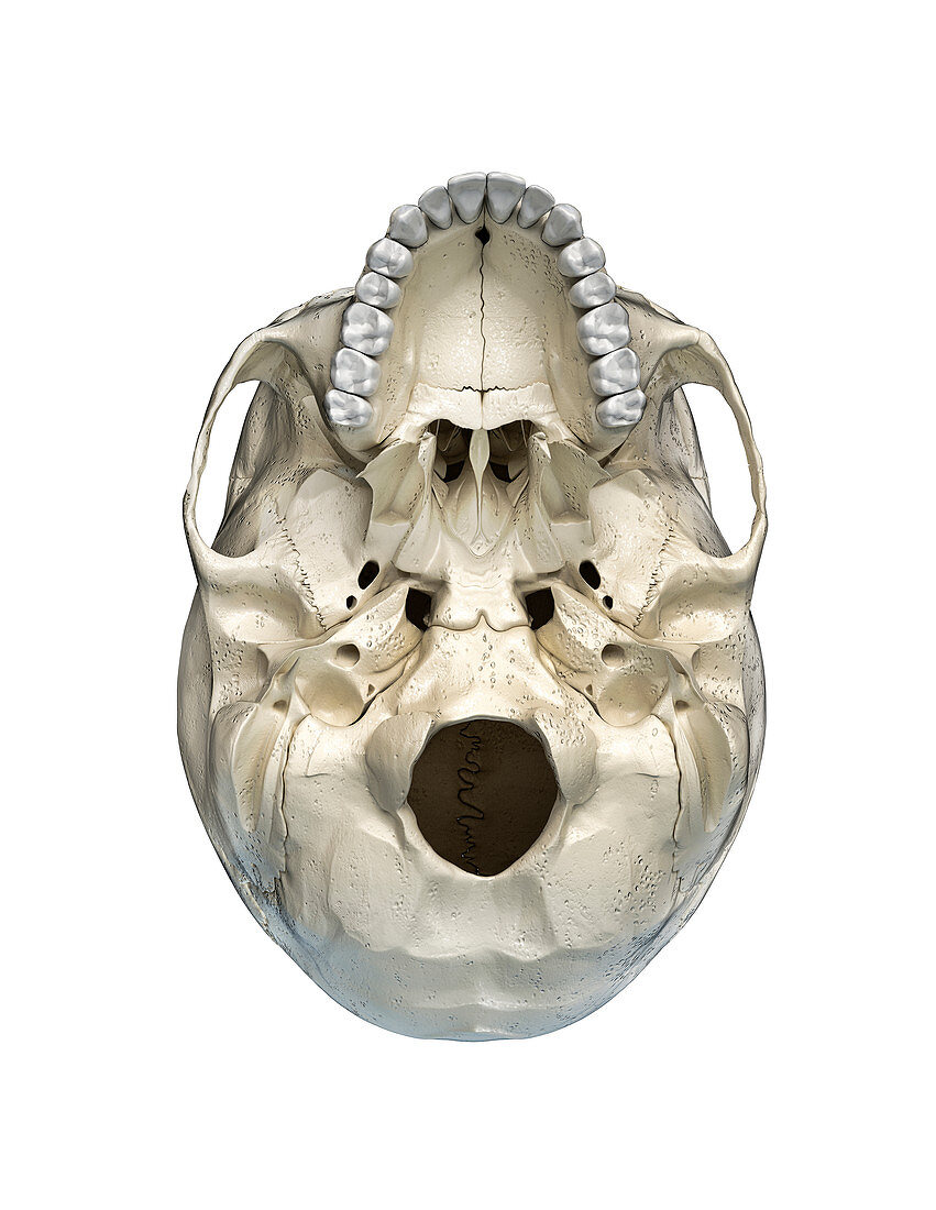 Human skull viewed from below, illustration
