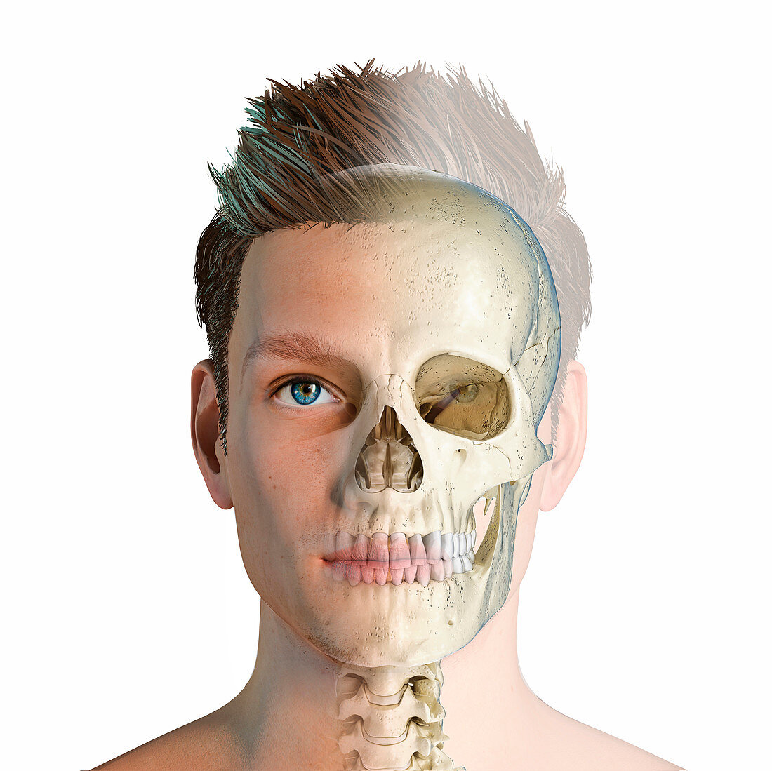 Male head with skull, illustration
