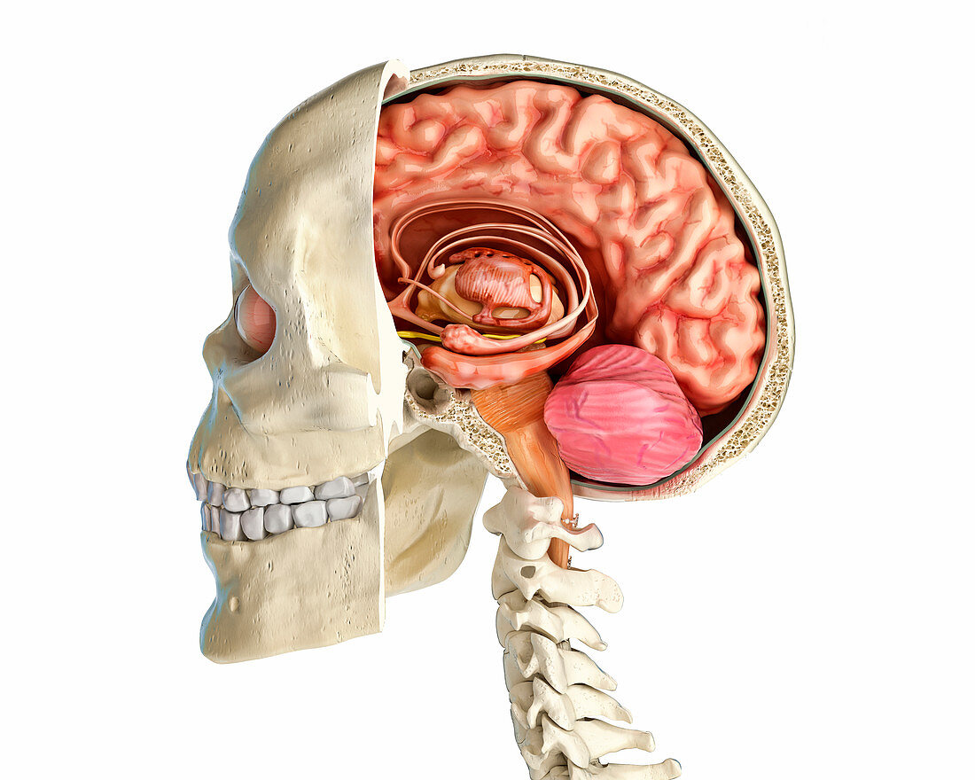 Human skull cross-section with brain, illustration