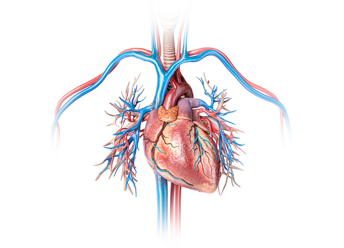 Human heart with bronchial tree, illustration