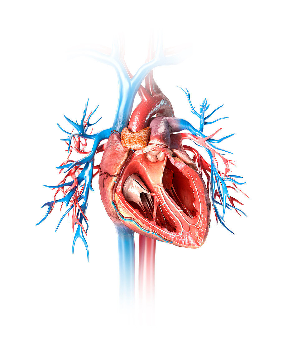 Human heart cross-section, illustration