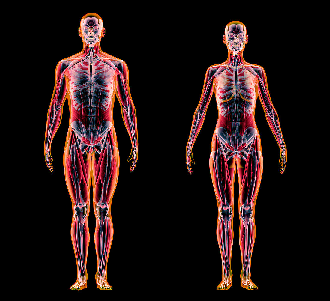 Male and female anatomy, illustration