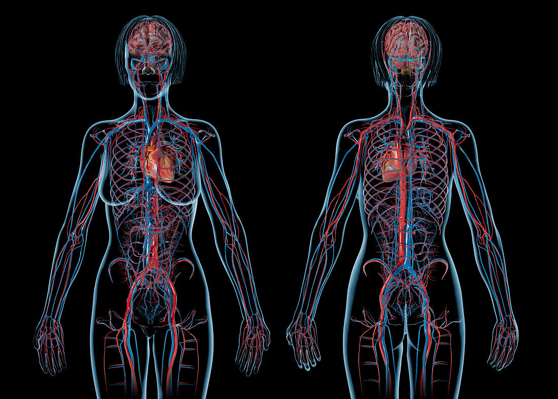 Female cardiovascular system, illustration