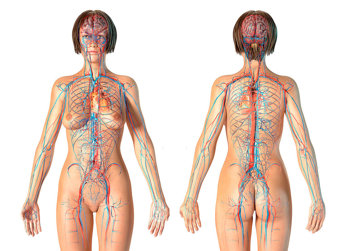 Female cardiovascular system, illustration
