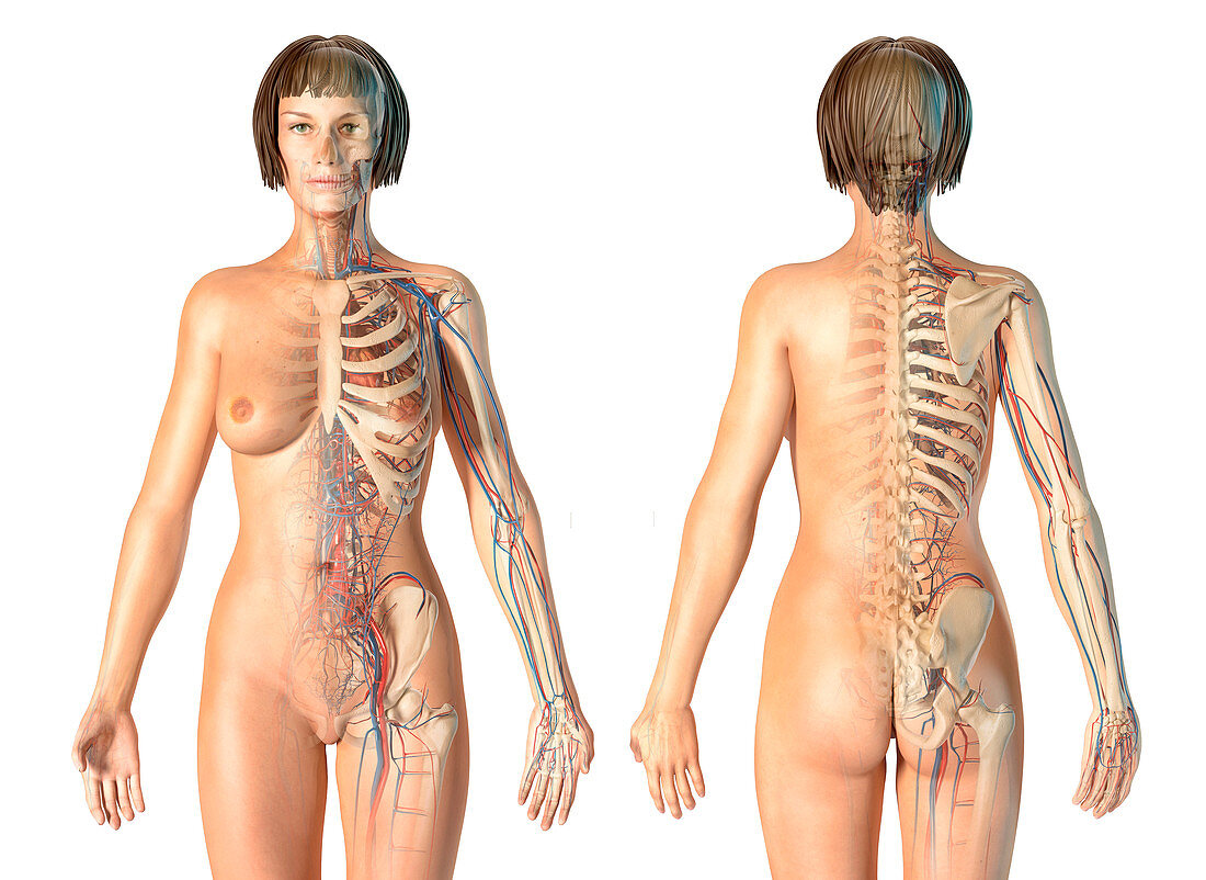 Female skeletal and cardiovascular systems, illustration