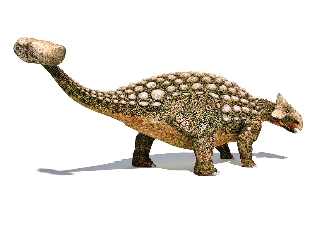 Ankylosaurus dinosaur, illustration