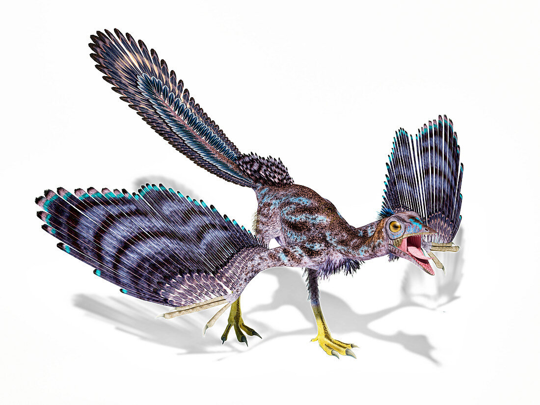 Archaeopteryx dinosaur, illustration