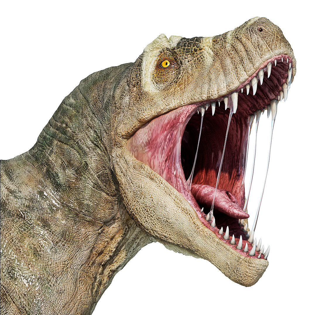 T-rex head, illustration