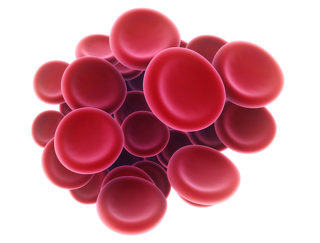 Red blood cells, illustration