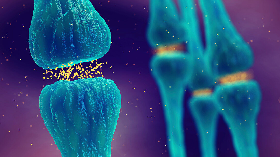 Nerve synapses, illustration