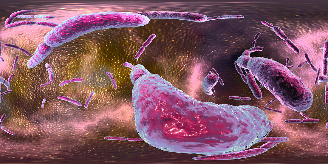 Lactobacillus bacteria, illustration