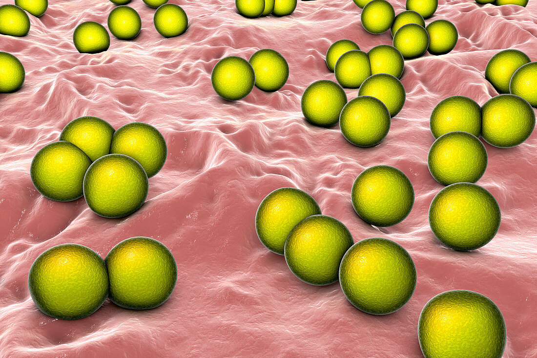 Micrococcus luteus bacteria, illustration