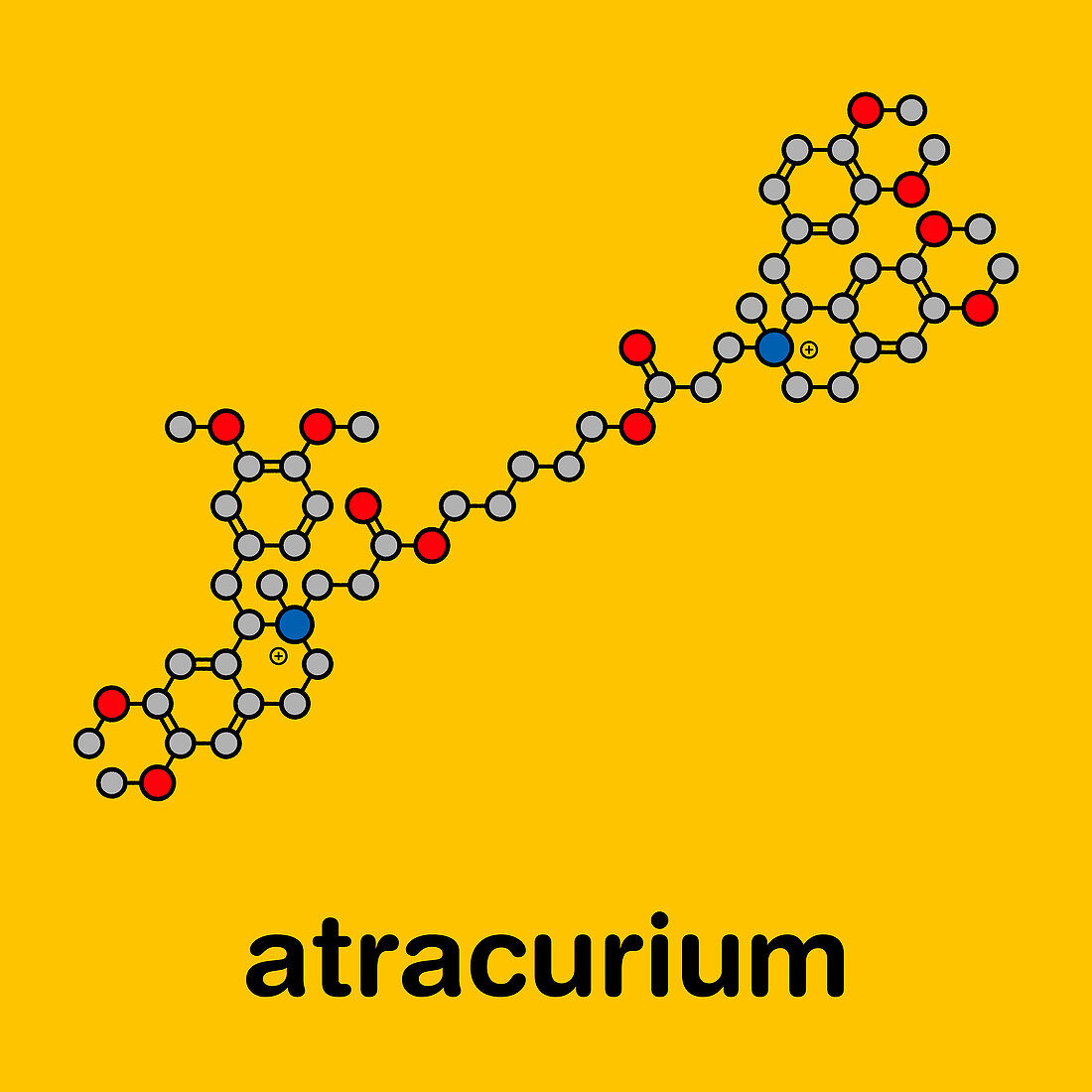 Atracurium skeletal muscle relaxant drug, molecular model