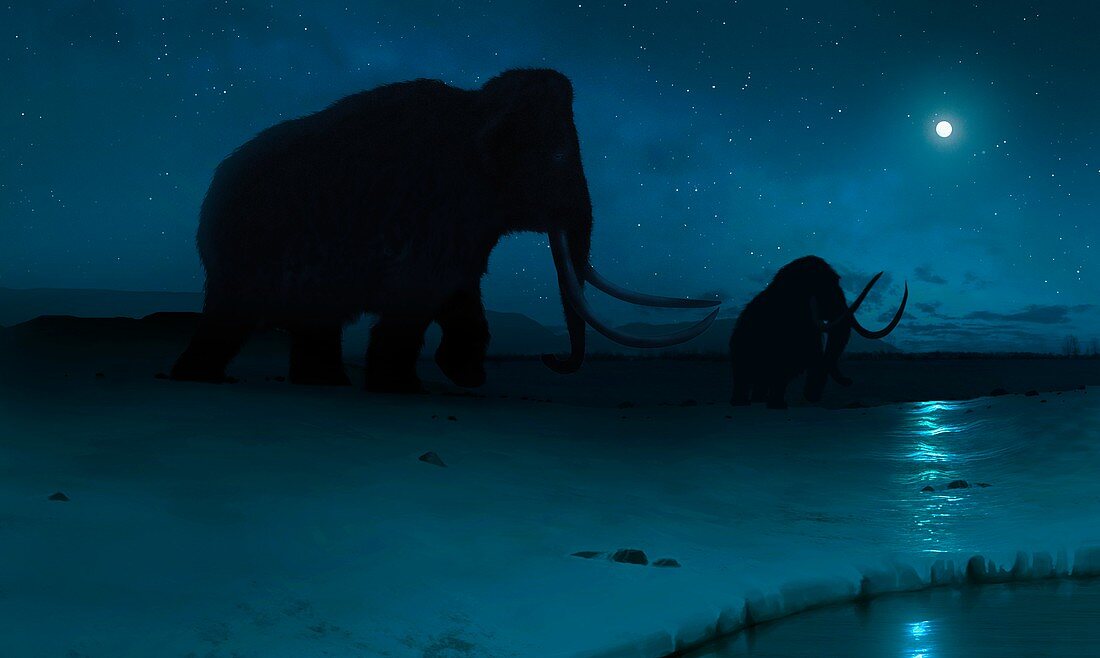 Tundra mammoth, illustration