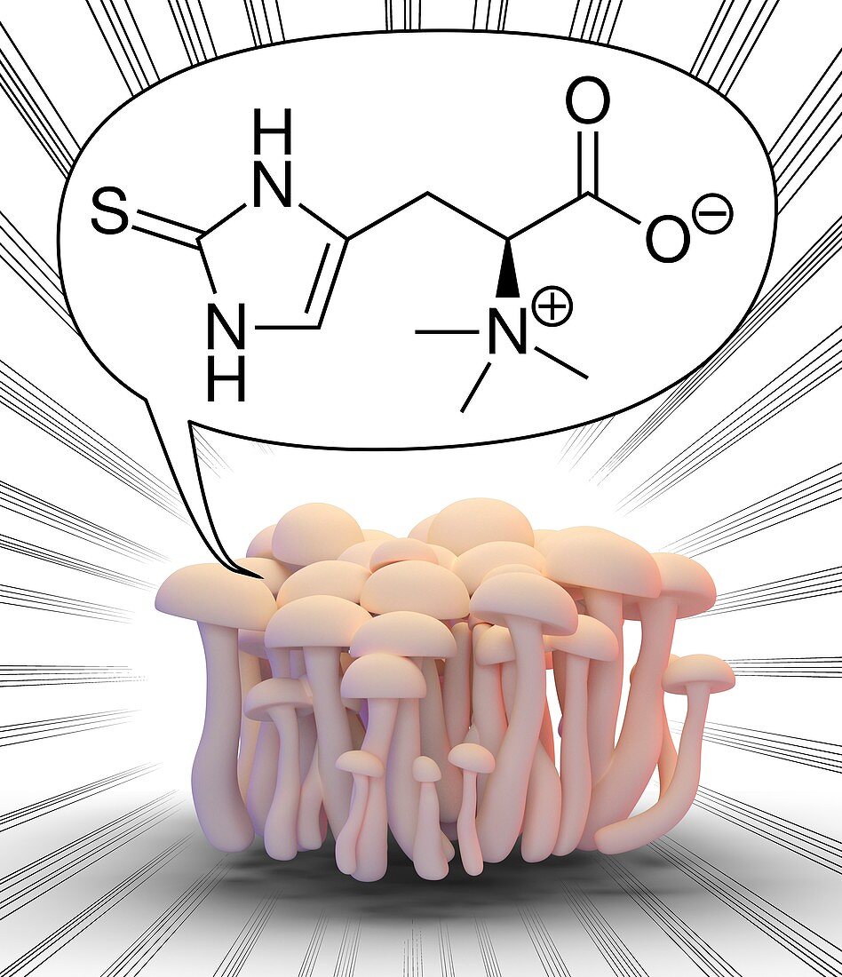 Mushrooms with ergothioneine molecule, illustration