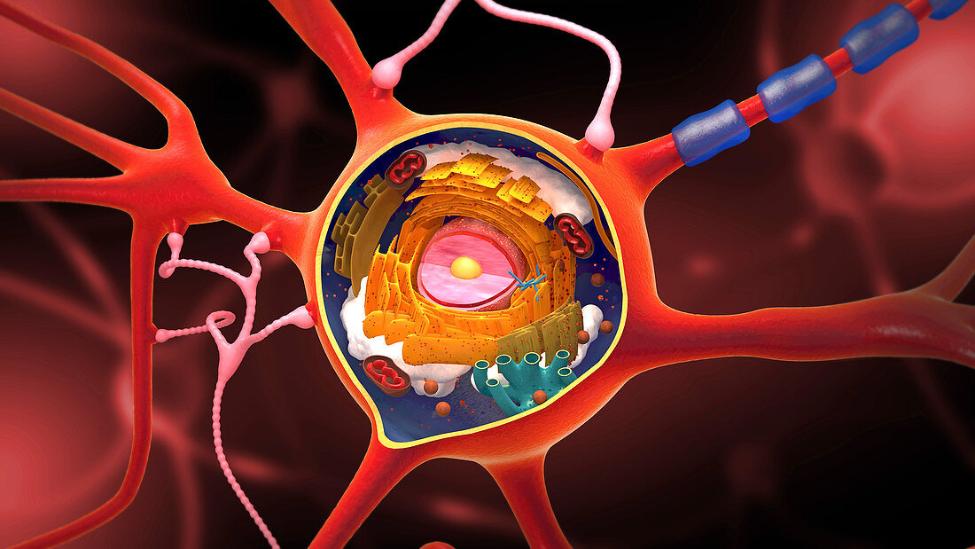 Nerve cell, illustration