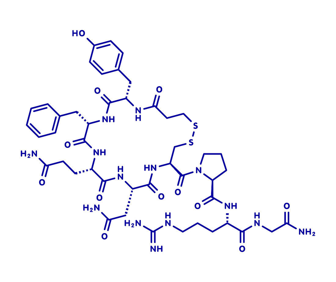 Desmopressin peptide drug, molecular model