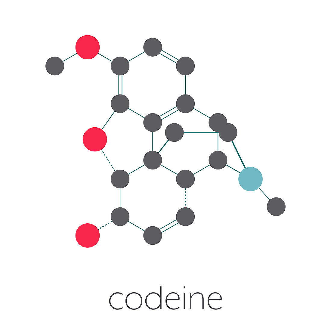 Codeine pain and cough relief drug, molecular model