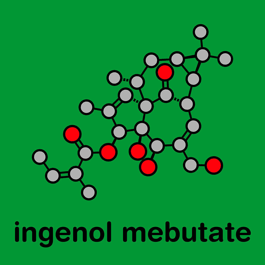 Ingenol mebutate actinic keratosis drug, molecular model